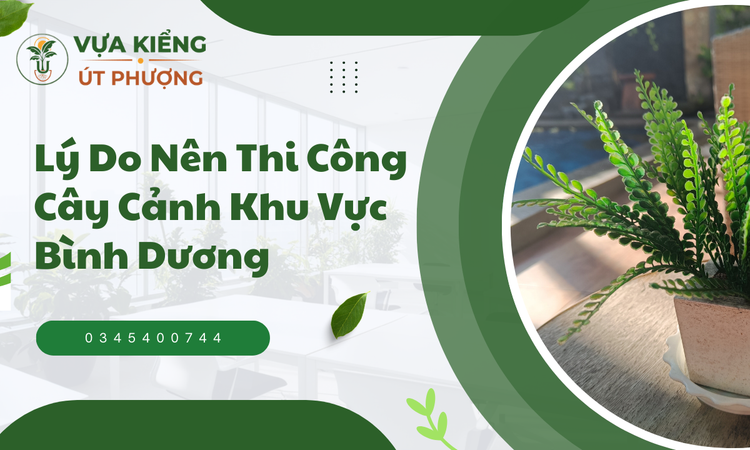 Lý Do Nên Thi Công Cây Cảnh Khu Vực Bình Dương