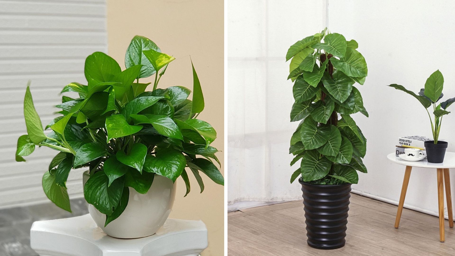 Những Loại Cây Văn Phòng Dĩ An Được Ưa Chuộng