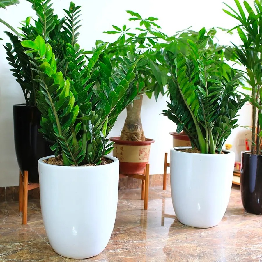 Những Loại Cây Văn Phòng Dĩ An Được Ưa Chuộng