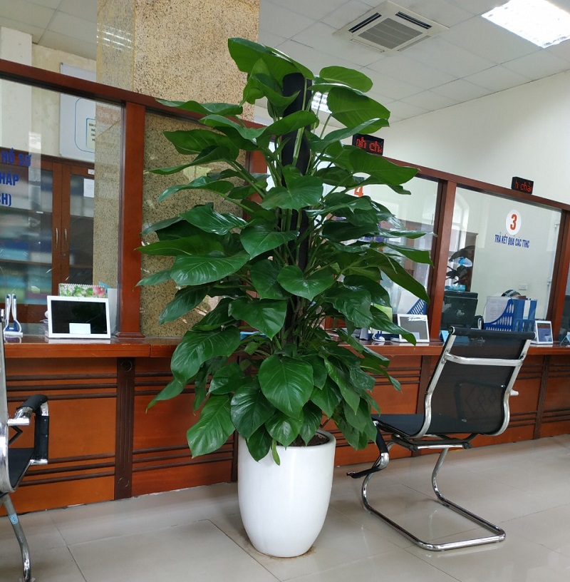 Những Loại Cây Văn Phòng Dĩ An Được Ưa Chuộng