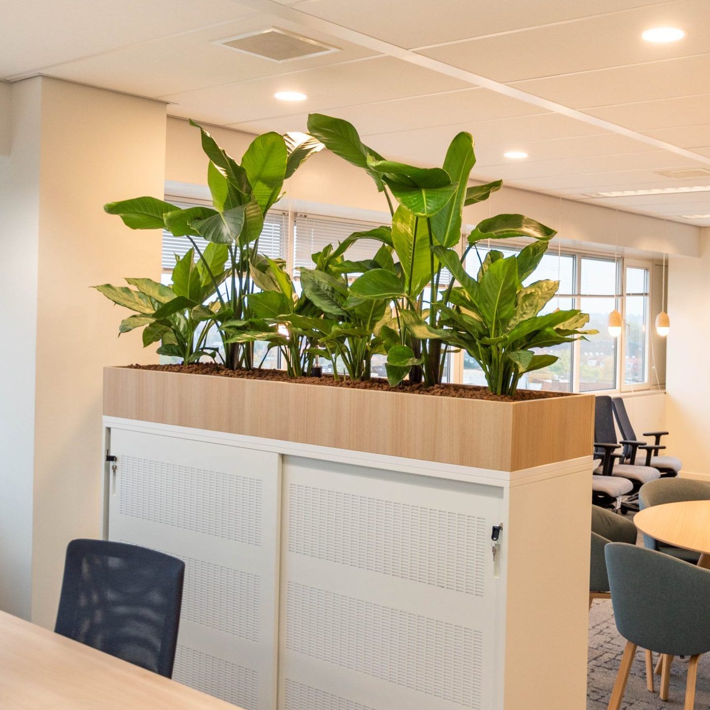 Những Mẫu Cây Văn Phòng Dĩ An Được Ưa Chuộng Nhất