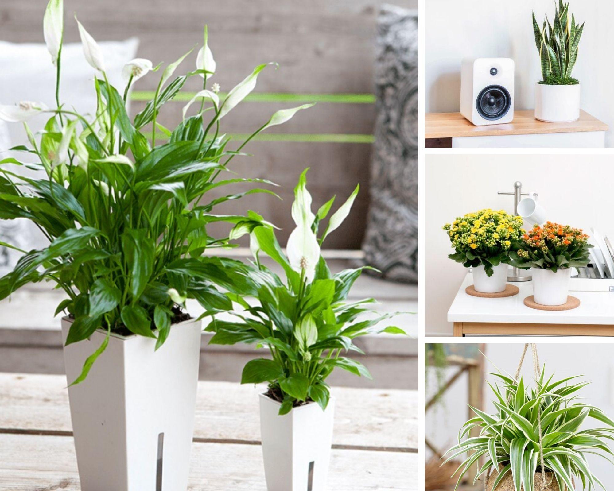 Quy Trình Thi Công Cây Cảnh Khu Vực Bình Dương