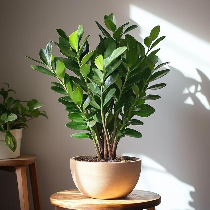 Top Cây Văn Phòng Dĩ An Phù Hợp Cho Không Gian Làm Việc