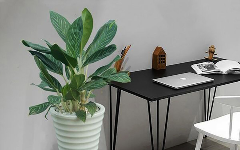 Xu Hướng Cây Văn Phòng Dĩ An Và Các Khu Vực Lân Cận