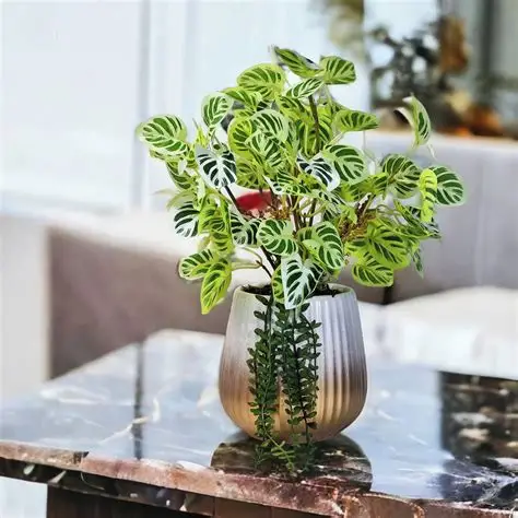 Xu Hướng Cây Văn Phòng Dĩ An Và Các Khu Vực Lân Cận