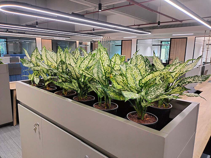 Xu Hướng Thi Công Tiểu Cảnh Khu Vực Bình Dương